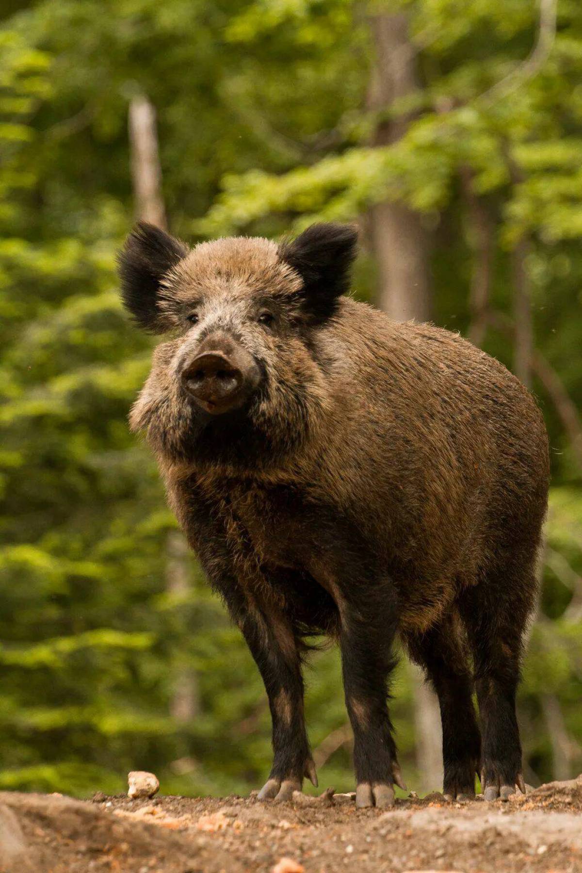 Boar. Дикий кабан секач. Вепрь секач. Кабан Вепрь секач. Дикий кабан секач Вепрь.