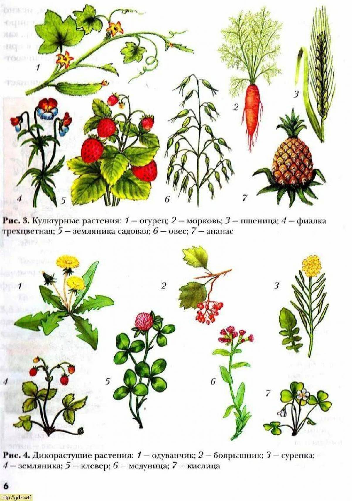 Дикорастущие и культурные растения #37
