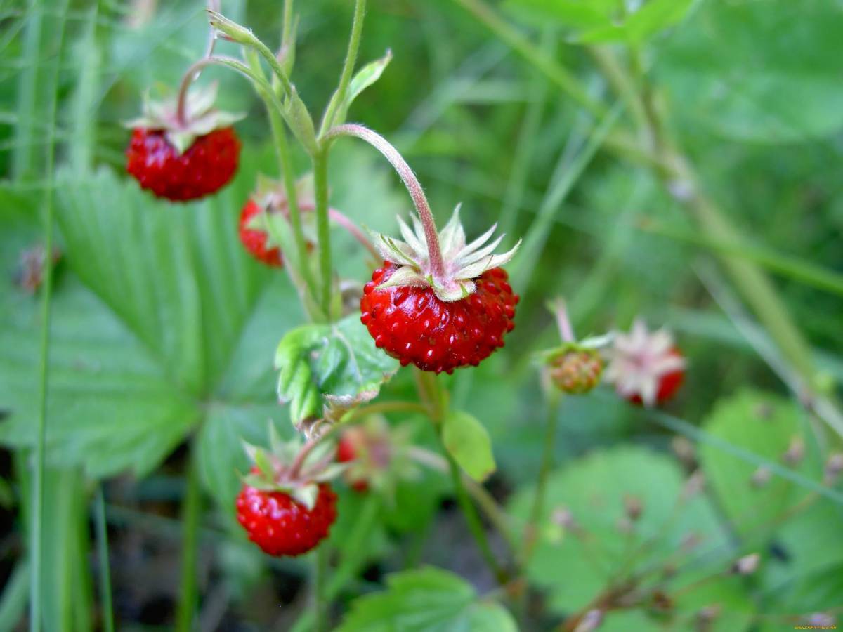 Дикорастущие. Земляника ред Вондер. Fragaria vesca Alexandria. Коломянка ягода. Земляника Дальневосточная.