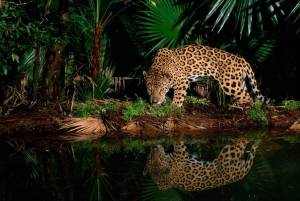 Раскраска джунгли с животными #15 #266981