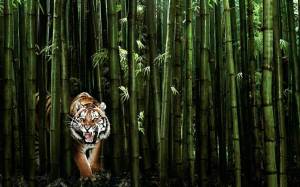 Раскраска джунгли с животными #17 #266983