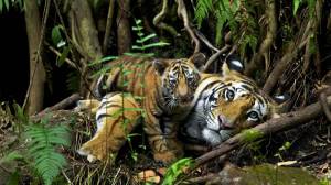 Раскраска джунгли с животными #38 #267004