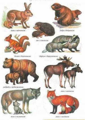 Раскраска дикие животные для детей дошкольного возраста #1 #267469