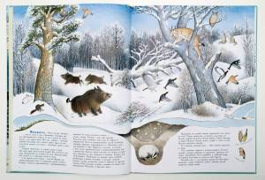 Раскраска дикие животные зимой для детей 4 5 лет #12 #267519