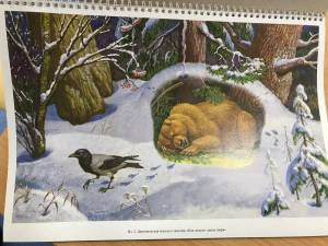 Раскраска дикие животные зимой для детей 4 5 лет #15 #267522
