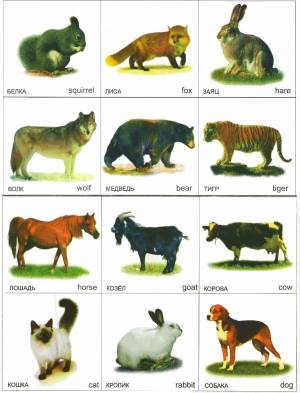 Раскраска дикие животные и дикие звери #26 #267572