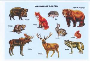 Раскраска дикие животные россии #10 #267634