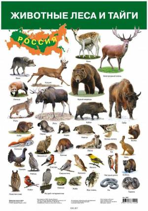 Раскраска дикие животные россии #25 #267649