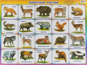 Раскраска дикие животные россии #35 #267659