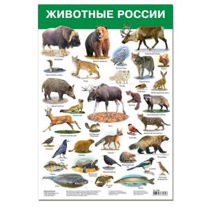 Раскраска дикие животные россии #36 #267660