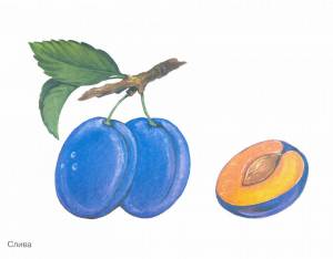 Раскраска фрукты для детей #10 #27141