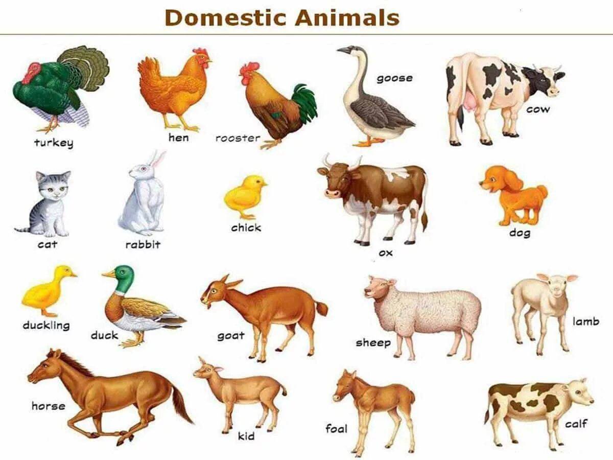 Домашние животные 6 класс. Domestic animals for Kids. Домашние животные на английском языке. Домашние животные для детей. Животные на английском для детей.