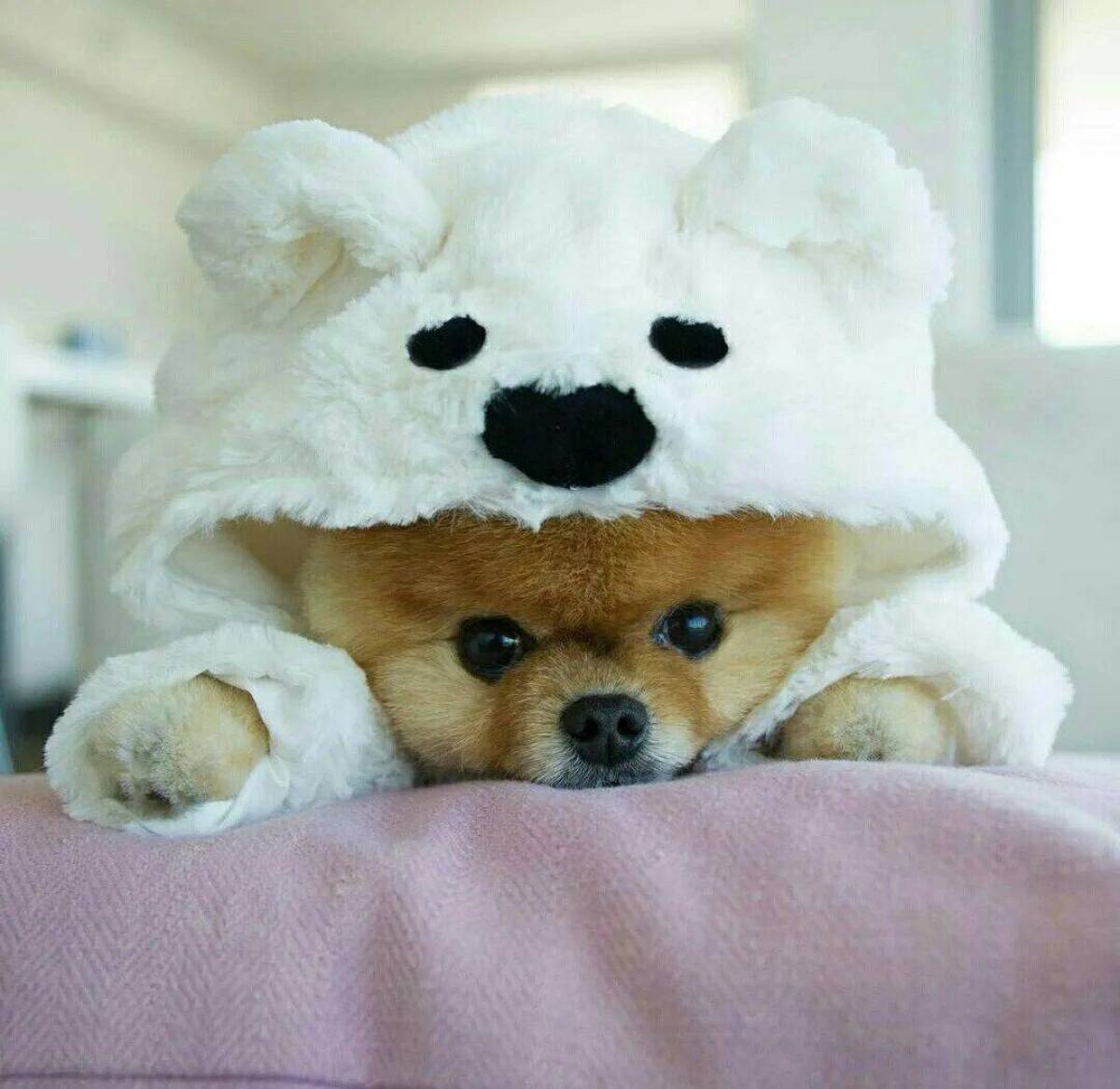 Померанский шпиц jiffpom