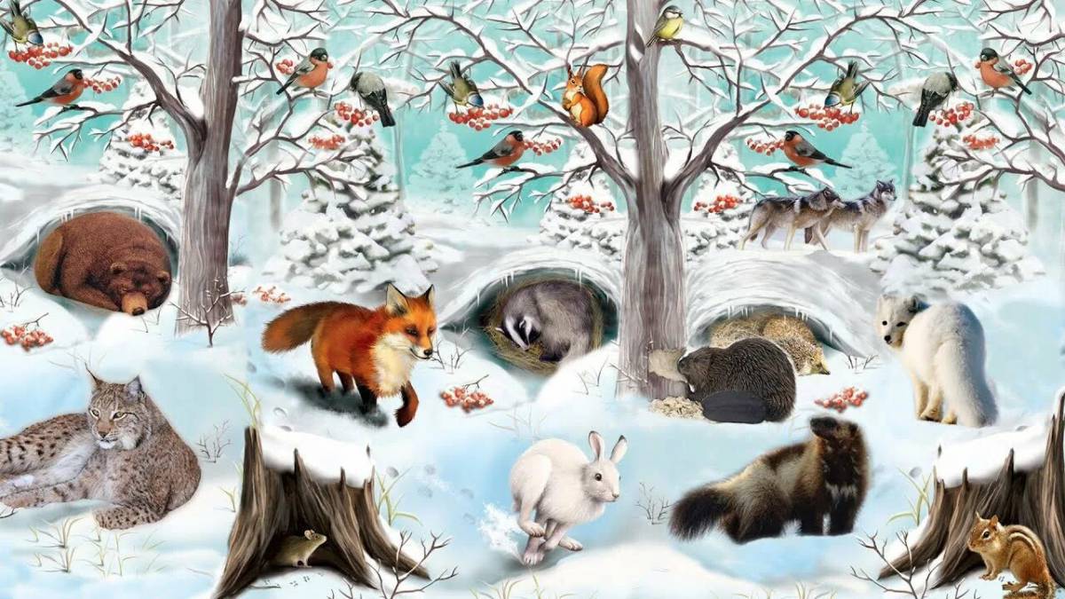 Для детей 3 4 лет дикие животные зимой #1