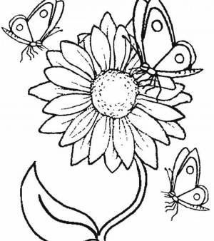 Раскраска для девочек цветы и бабочки #26 #276401