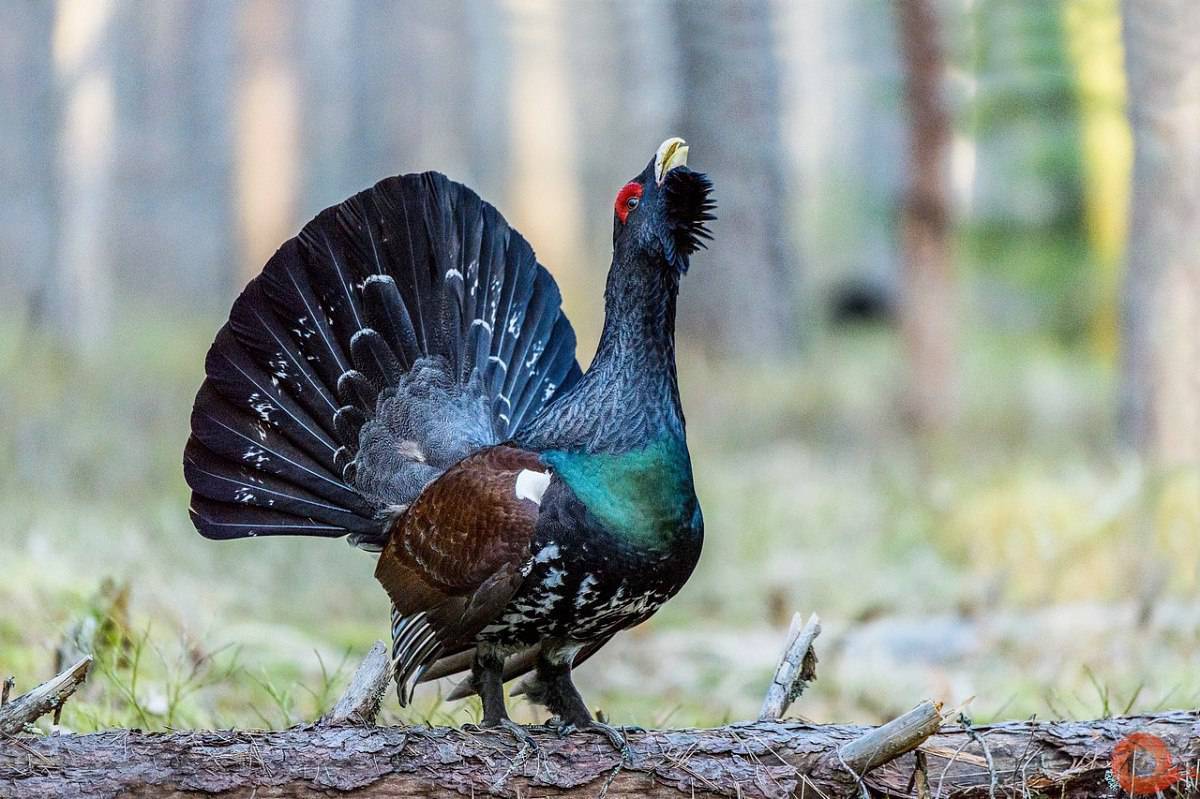 Глухарь (Tetrao urogallus). Обыкновенный Глухарь. Глухарь птица самка. Чернобрюхий Глухарь.