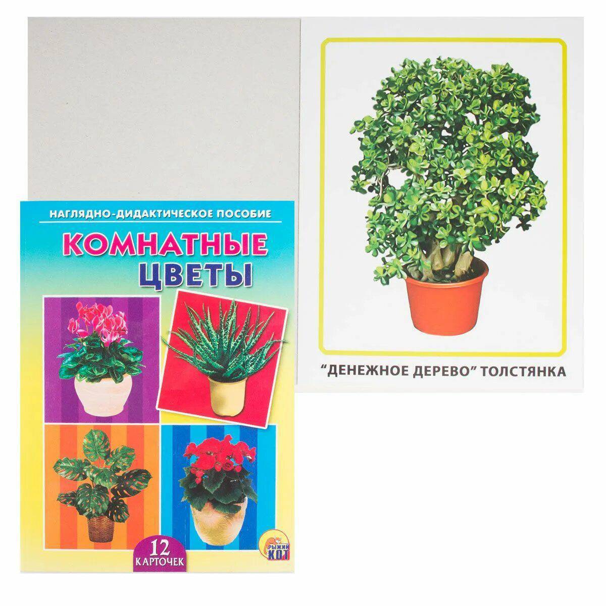 Карточки комнатные растения