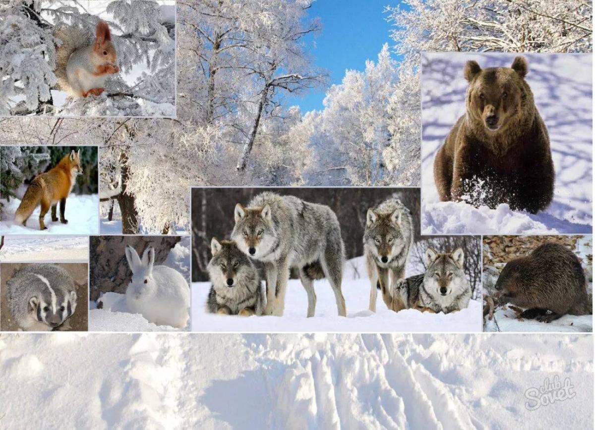 Для детей дикие животные зимой #37