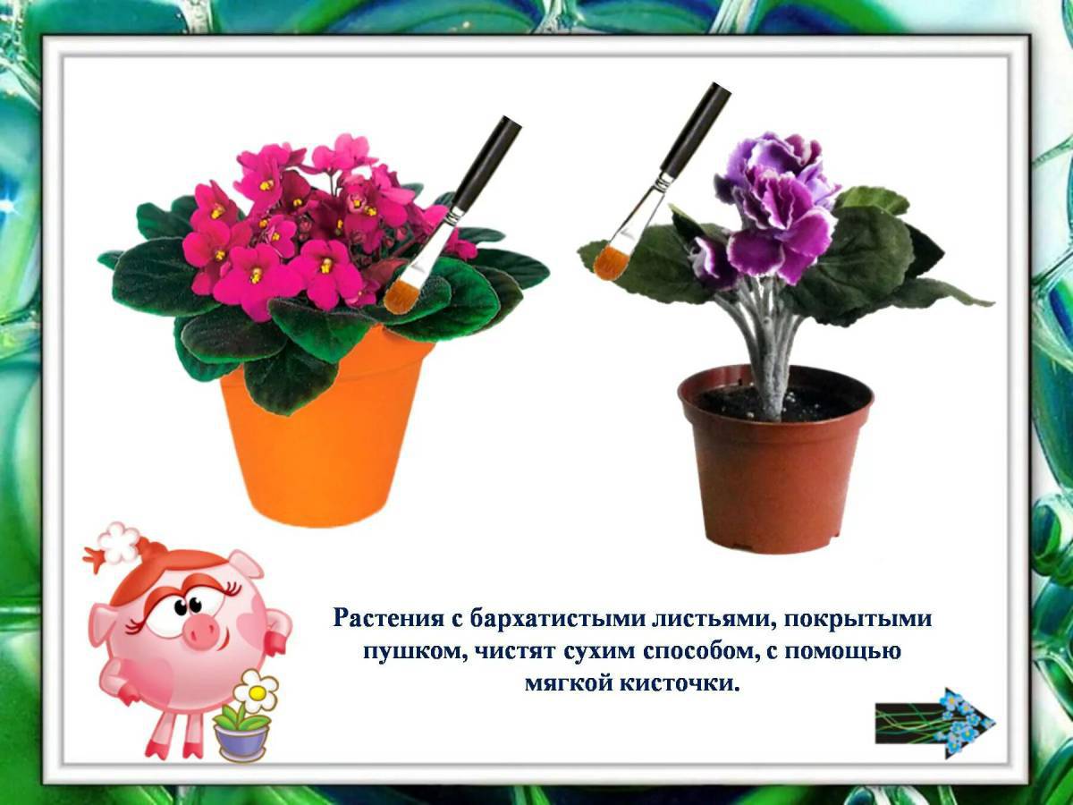 Для детей комнатные растения #2