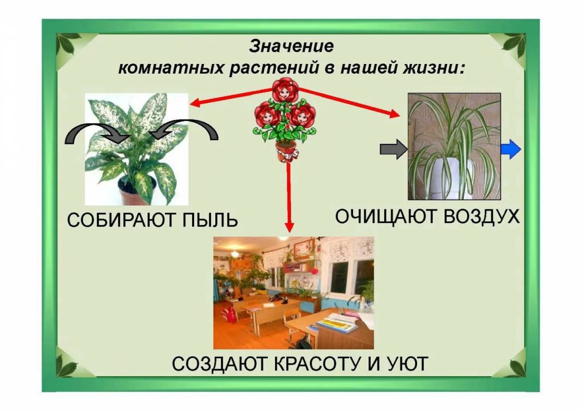 Для детей комнатные растения #13