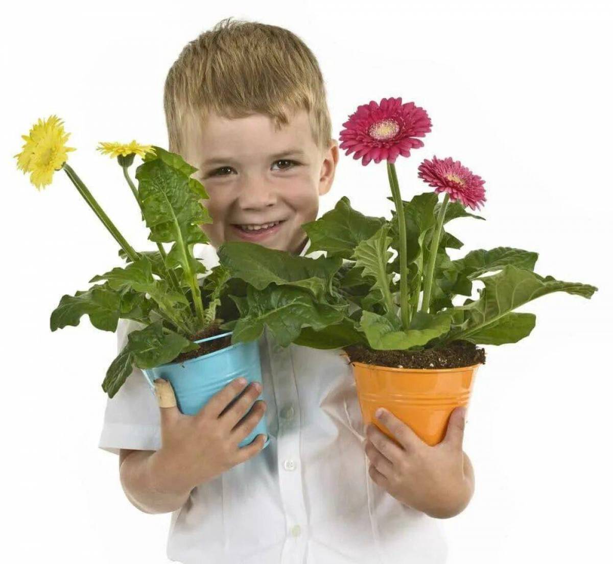 Для детей комнатные растения #32