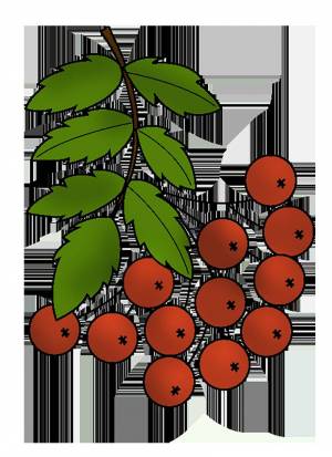 Раскраска для детей веточка рябины #33 #281947