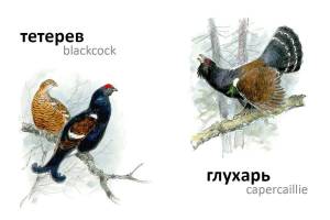 Раскраска для детей глухарь #4 #282372