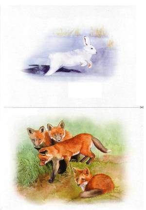 Раскраска для детей дикие животные и их детеныши #9 #282611