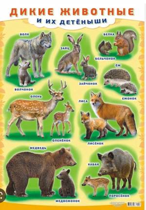 Раскраска для детей дикие животные и их детеныши #13 #282615