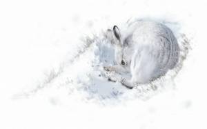 Раскраска для детей заяц зимой #19 #283242