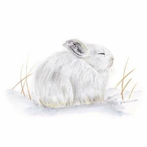 Раскраска для детей заяц зимой #30 #283253