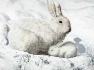 Раскраска для детей заяц зимой #36 #283259