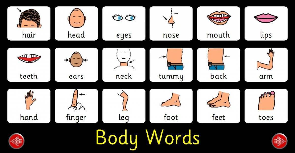 Части тела на английском для детей в картинках с переводом