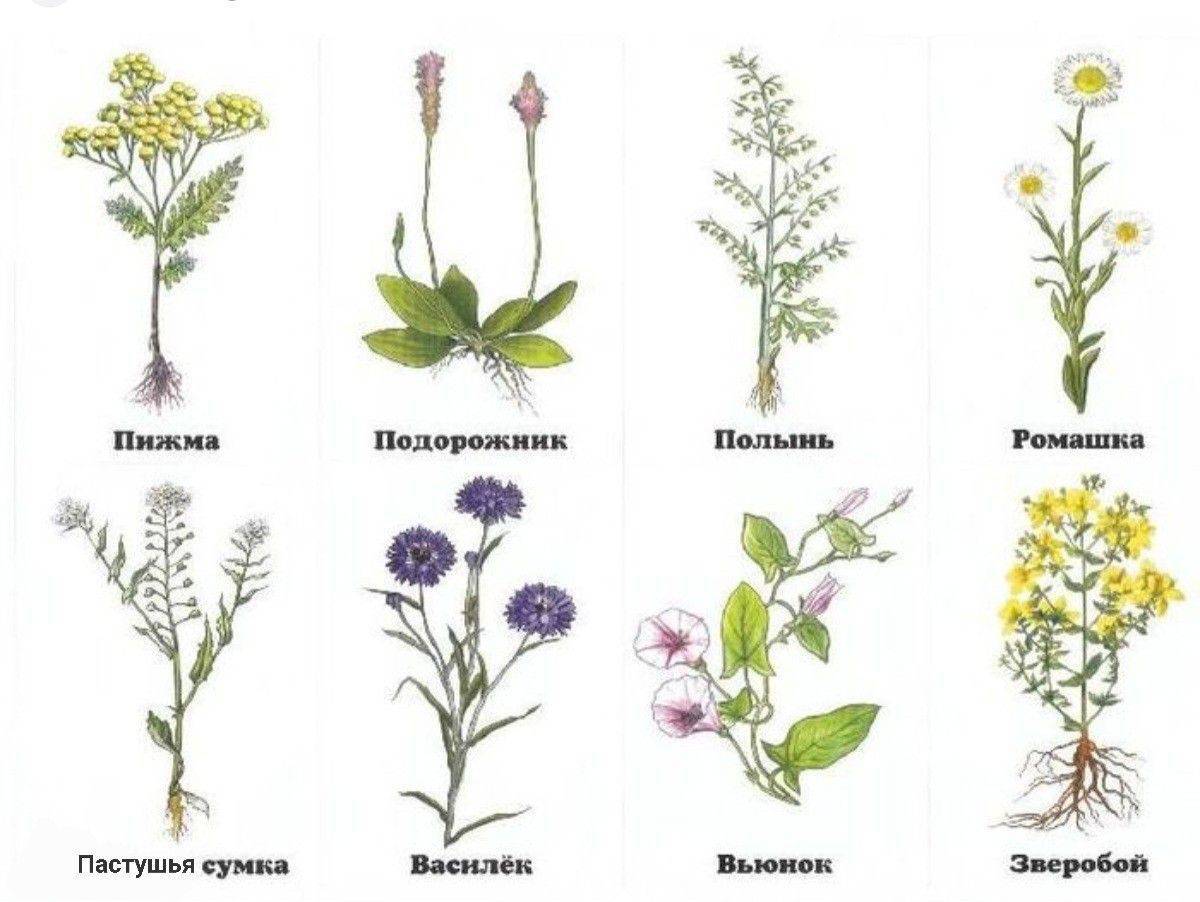 лекарственные растения картинки для детей