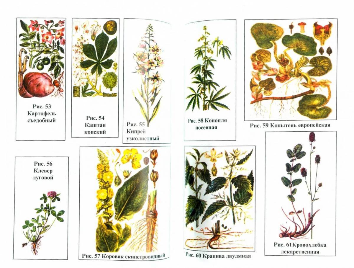 лекарственные растения картинки для детей