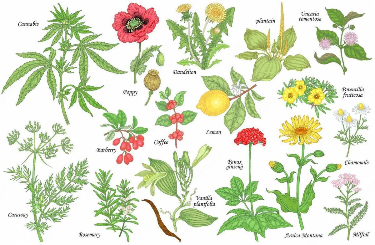 Для детей лекарственные растения с названиями #7