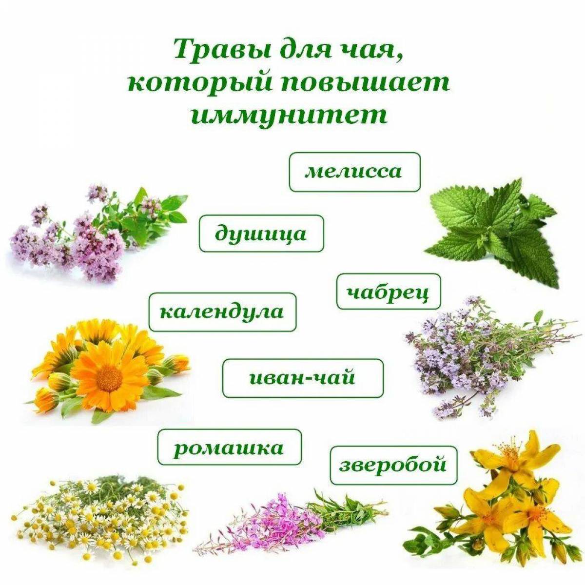 Растения читатели. Лекарственные травы. Лекарственные растения. Популярные лекарственные растения. Лекарственные растения названия.