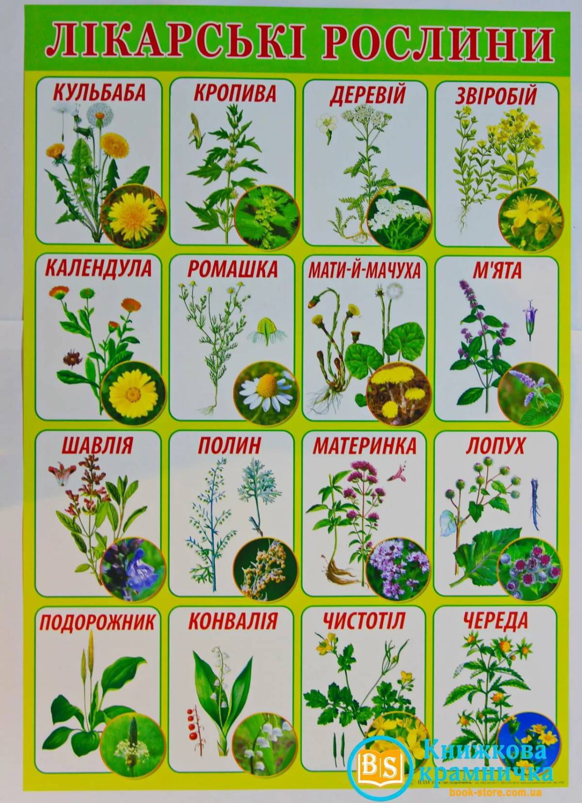 Лекарственные растения и травы картинки для изучения.