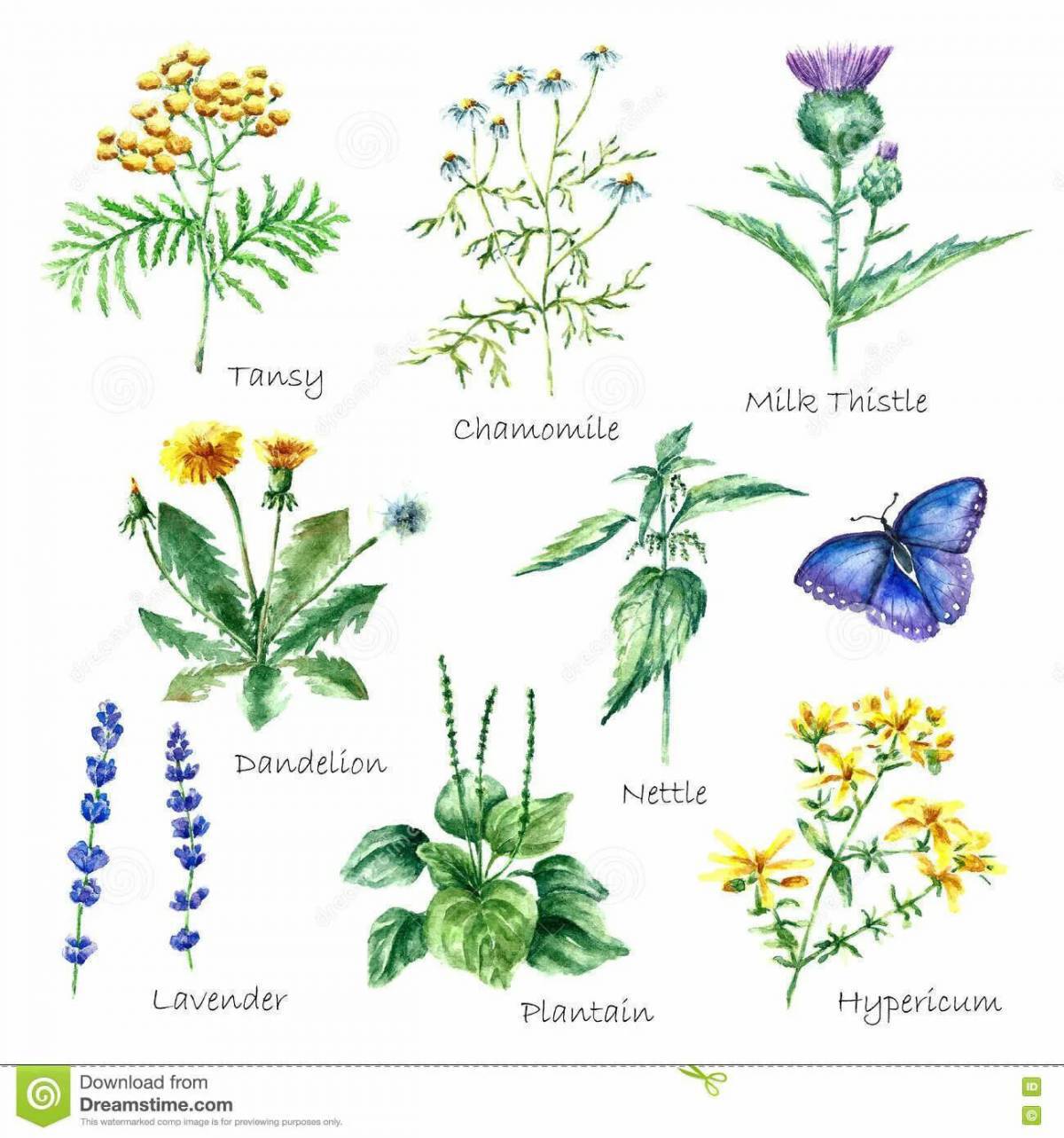 Для детей лекарственные растения с названиями #23