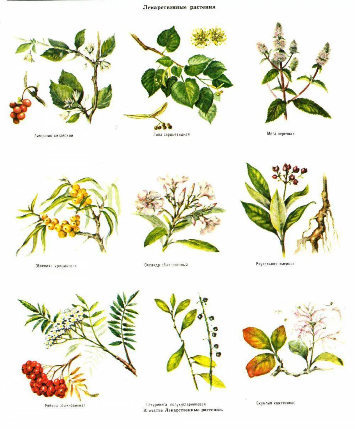 Трав и узнать какие. Травянистые растения леса лечебные. Лекарственные растения названия. Лекарственные травы картинки с названиями. Лечебные растения названия.