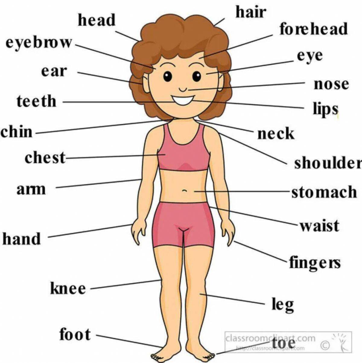 Для детей части тела на английском языке #10
