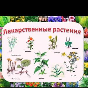 Раскраска для детей лекарственные растения с названиями #1 #284441
