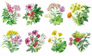 Раскраска для детей лекарственные растения с названиями #3 #284443
