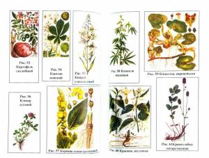 Раскраска для детей лекарственные растения с названиями #4 #284444