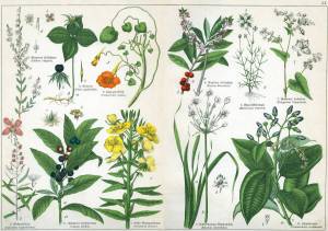 Раскраска для детей лекарственные растения с названиями #5 #284445
