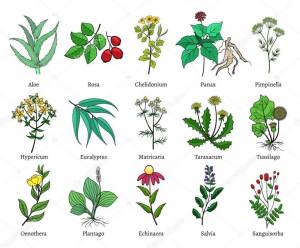 Раскраска для детей лекарственные растения с названиями #6 #284446