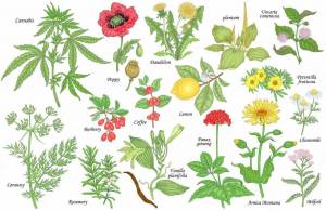 Раскраска для детей лекарственные растения с названиями #7 #284447