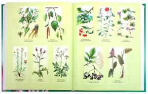 Раскраска для детей лекарственные растения с названиями #13 #284453