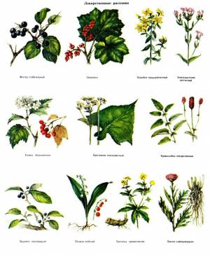 Раскраска для детей лекарственные растения с названиями #15 #284455