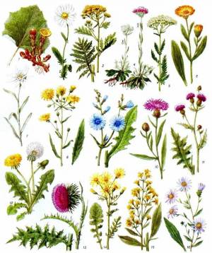 Раскраска для детей лекарственные растения с названиями #16 #284456